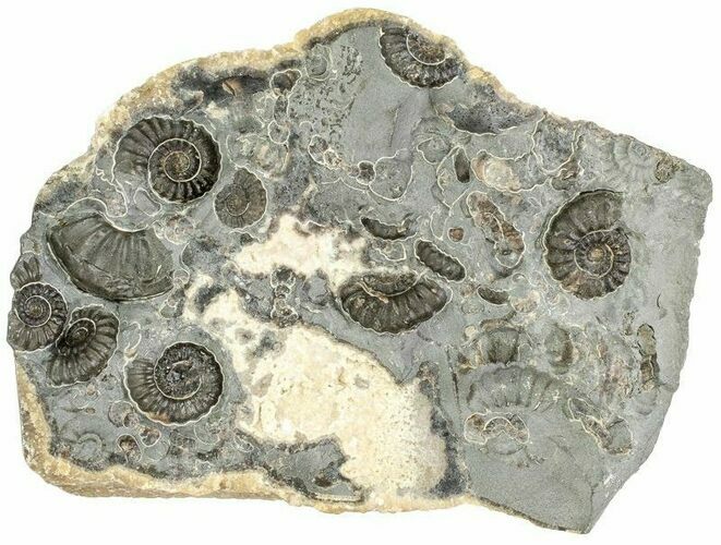 Ammonite (Promicroceras) Cluster - Marston Magna, England #216637